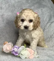 Taffy, a female Cockapoo for sale in Goshen, IN – 2 of 8