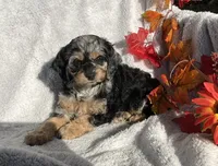 Buttons, a female Cockapoo for sale in Goshen, IN – 2 of 8