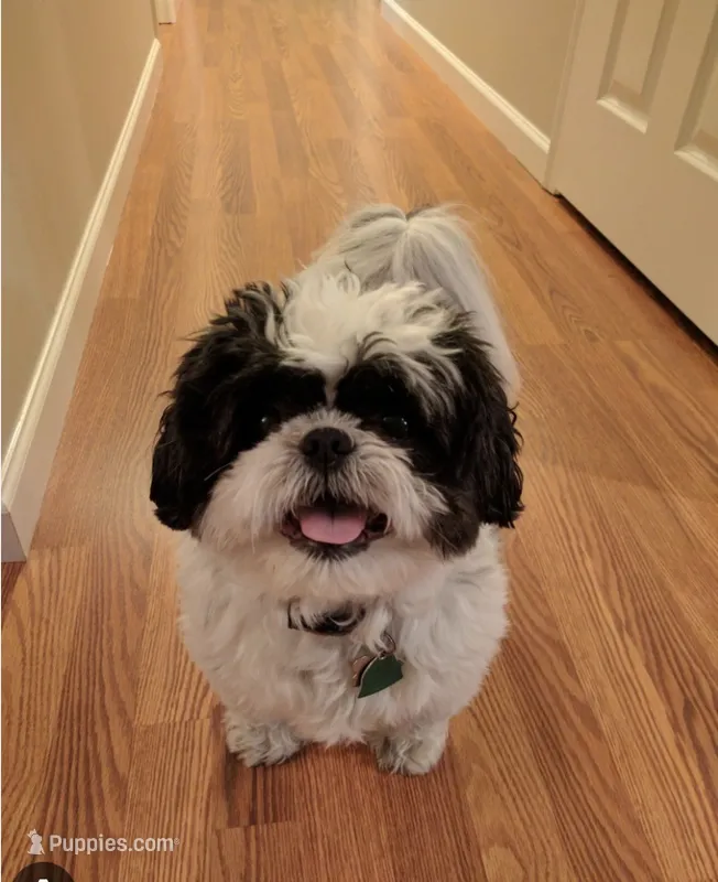 black  – Shih Tzu puppy for sale in Flint, MI