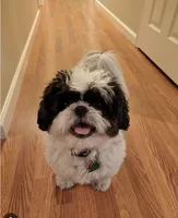 black , a male Shih Tzu for sale in Flint, MI – 1 of 1