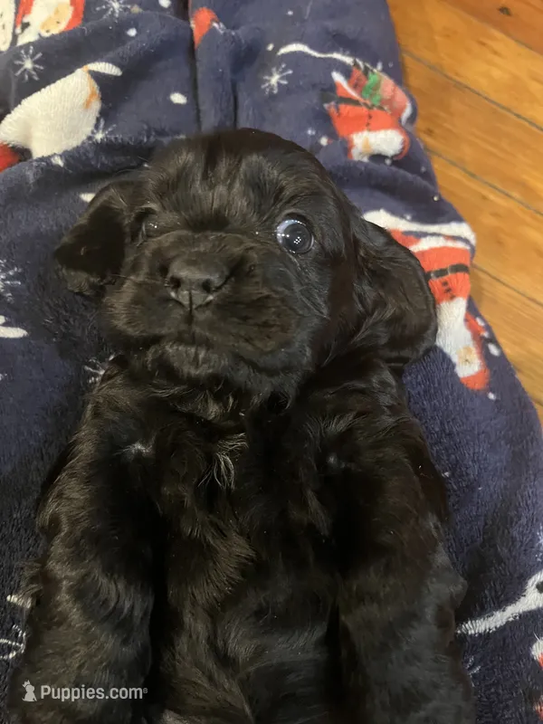 Pepper – Cocker Spaniel puppy for sale in Trenton, NJ