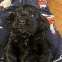 Pepper, a female Cocker Spaniel for sale in Trenton, NJ – 1 of 1