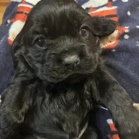 JonJon, a male Cocker Spaniel for sale in Trenton, NJ – 2 of 2