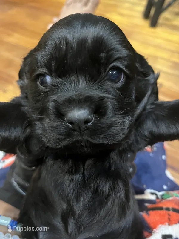 JonJon – Cocker Spaniel puppy for sale in Trenton, NJ