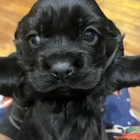 JonJon, a male Cocker Spaniel for sale in Trenton, NJ – 1 of 2