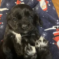 Biscuit, a female Cocker Spaniel for sale in Trenton, NJ – 3 of 3