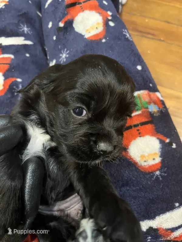 Biscuit – Cocker Spaniel puppy for sale in Trenton, NJ