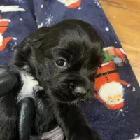 Biscuit, a female Cocker Spaniel for sale in Trenton, NJ – 1 of 3