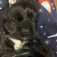 Biscuit, a female Cocker Spaniel for sale in Trenton, NJ – 2 of 3