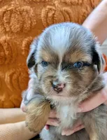 Merle, a male Toy Australian Shepherd for sale in Covington, LA – 1 of 6