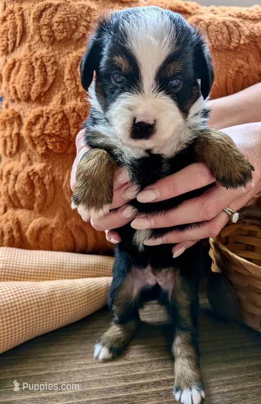 Loretta  – Toy Australian Shepherd puppy for sale in Covington, LA