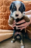 Loretta , a female Toy Australian Shepherd for sale in Covington, LA – 1 of 6