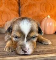 Merle, a male Toy Australian Shepherd for sale in Covington, LA – 6 of 6