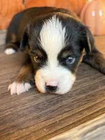 Loretta , a female Toy Australian Shepherd for sale in Covington, LA – 6 of 6
