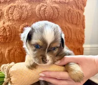 Merle, a male Toy Australian Shepherd for sale in Covington, LA – 2 of 6