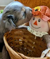 Merle, a male Toy Australian Shepherd for sale in Covington, LA – 3 of 6