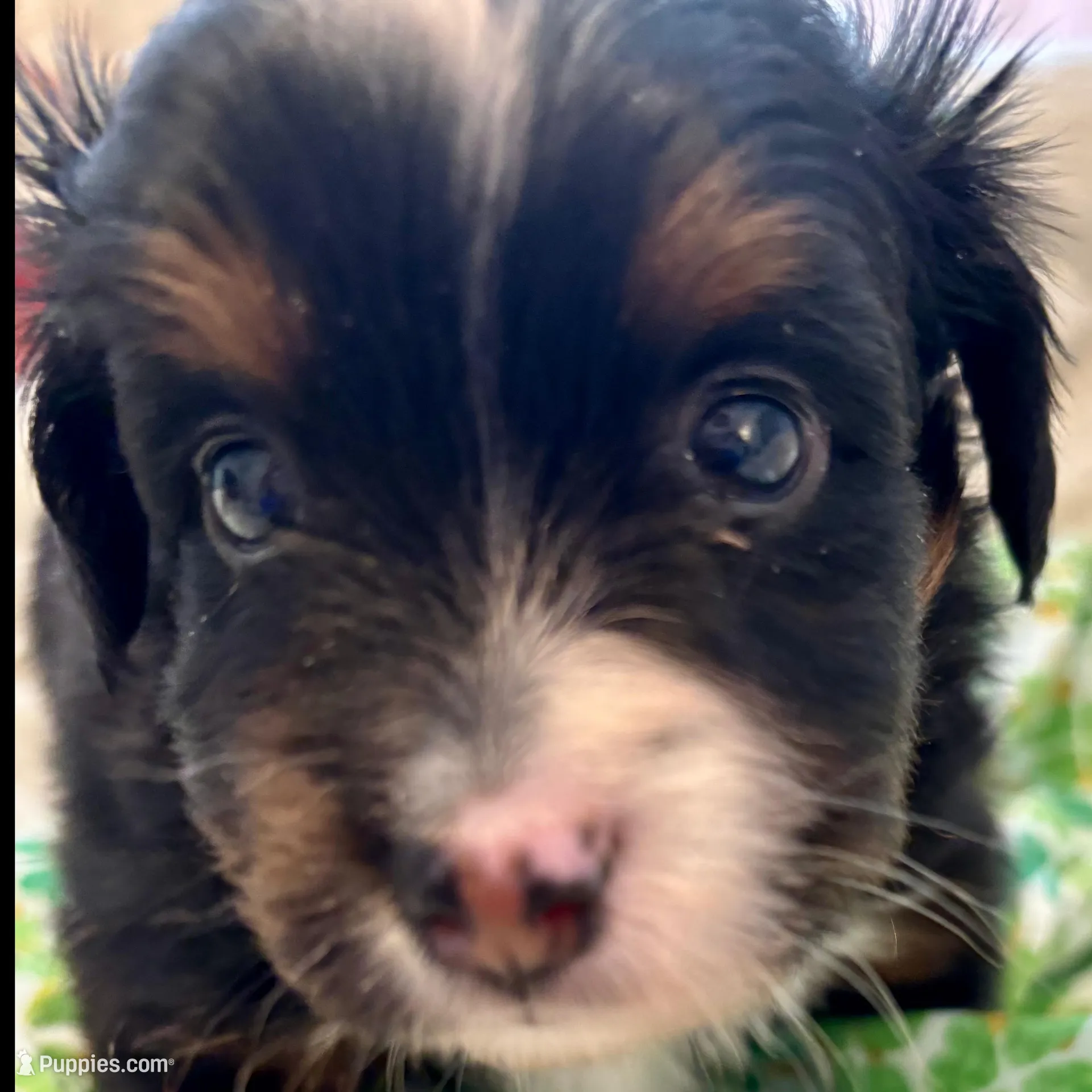 Onyx, a male Toy Australian Shepherd for sale in Covington, LA – Photo 4 of 6