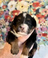 Onyx, a male Toy Australian Shepherd for sale in Covington, LA – Photo 6 of 6