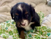 Onyx, a male Toy Australian Shepherd for sale in Covington, LA – Photo 1 of 6