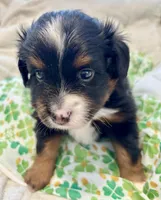Onyx, a male Toy Australian Shepherd for sale in Covington, LA – Photo 3 of 6