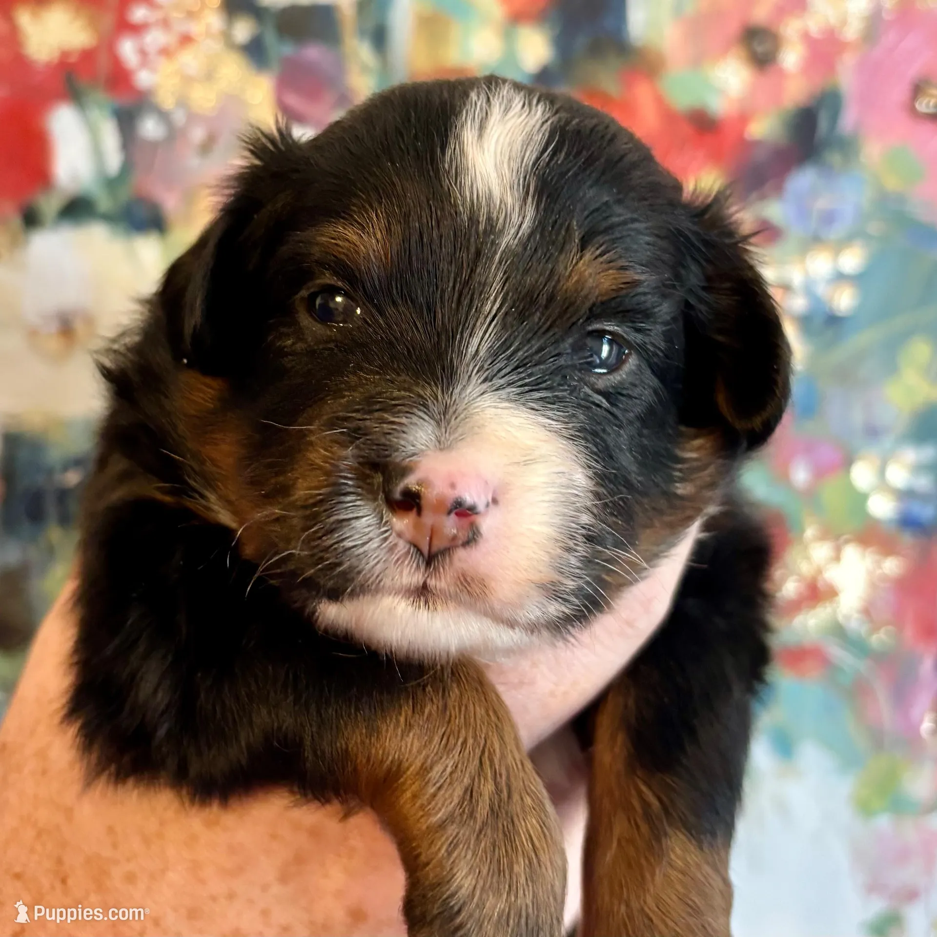 Onyx, a male Toy Australian Shepherd for sale in Covington, LA – Photo 5 of 6
