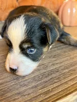Loretta , a female Toy Australian Shepherd for sale in Covington, LA – 5 of 6
