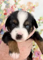 Loretta , a female Toy Australian Shepherd for sale in Covington, LA – 2 of 6