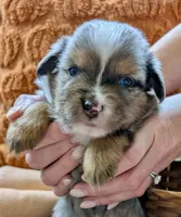 Merle, a male Toy Australian Shepherd for sale in Covington, LA – 5 of 6