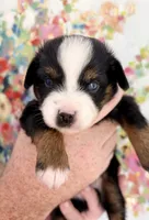 Loretta , a female Toy Australian Shepherd for sale in Covington, LA – 4 of 6