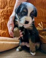 Loretta , a female Toy Australian Shepherd for sale in Covington, LA – 3 of 6