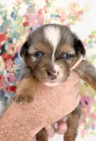 Merle, a male Toy Australian Shepherd for sale in Covington, LA – 4 of 6