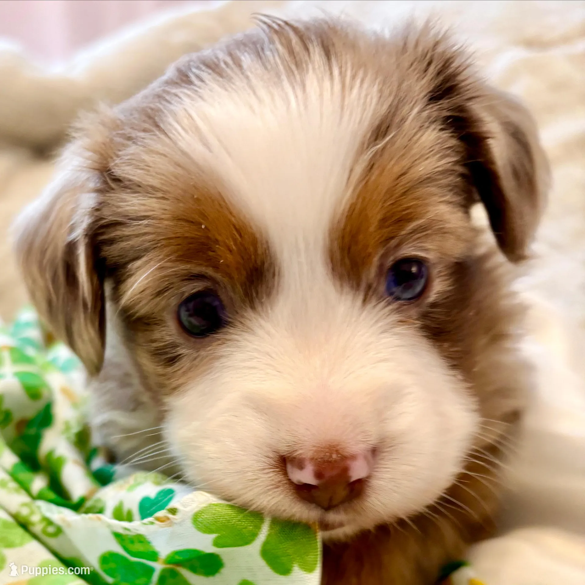 Garnet, a female Toy Australian Shepherd for sale in Covington, LA – Photo 2 of 2