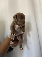 Babies , a female American Pit Bull Terrier for sale in Los Angeles, CA – Photo 4 of 10