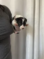 Babies , a female American Pit Bull Terrier for sale in Los Angeles, CA – Photo 5 of 10