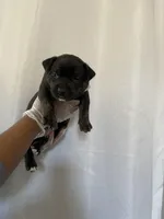 Babies , a female American Pit Bull Terrier for sale in Los Angeles, CA – Photo 8 of 10