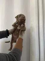 Babies , a female American Pit Bull Terrier for sale in Los Angeles, CA – Photo 3 of 10