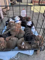 Babies , a female American Pit Bull Terrier for sale in Los Angeles, CA – Photo 10 of 10
