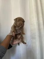 Babies , a female American Pit Bull Terrier for sale in Los Angeles, CA – Photo 9 of 10