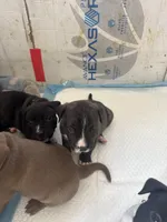 Babies , a female American Pit Bull Terrier for sale in Los Angeles, CA – Photo 2 of 10