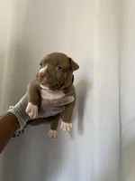 Babies , a female American Pit Bull Terrier for sale in Los Angeles, CA – Photo 7 of 10