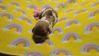 Ferns piebald , a female Miniature Dachshund for sale in Omaha, NE – 7 of 10