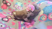 Daisy's piebald female shorthair , a female Miniature Dachshund for sale in Omaha, NE – 6 of 7