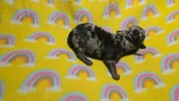 Fern dapple , a male Miniature Dachshund for sale in Omaha, NE – 9 of 10