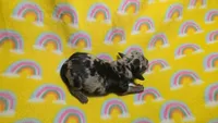 Fern dapple , a male Miniature Dachshund for sale in Omaha, NE – 6 of 10