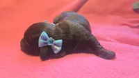 Daisy's brindle wirehair, a male Miniature Dachshund for sale in Omaha, NE – 9 of 10