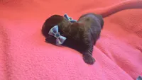Daisy's brindle wirehair, a male Miniature Dachshund for sale in Omaha, NE – 10 of 10