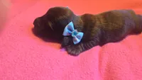 Daisy's brindle wirehair, a male Miniature Dachshund for sale in Omaha, NE – 5 of 10