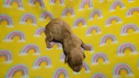 Fern red dapple , a male Miniature Dachshund for sale in Omaha, NE – 6 of 10
