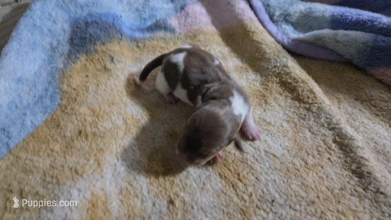 Daisy's piebald female  – Miniature Dachshund puppy for sale in Omaha, NE