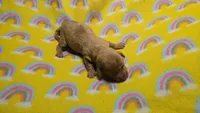 Fern red dapple , a male Miniature Dachshund for sale in Omaha, NE – 2 of 10